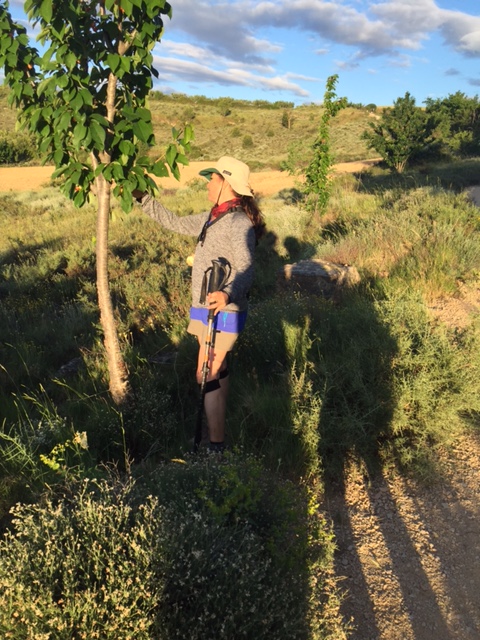 Deb picking cherries