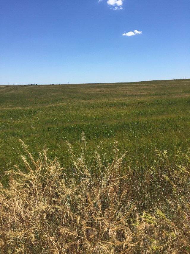 Flat, hot, no wind, no water, goes on forever: the Meseta