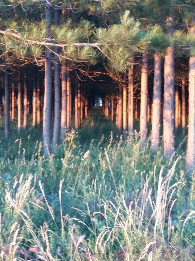 Grove of rowed trees. We see trees planted like this throughout the Camino
